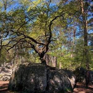 Randonnée en forêt de Fontainebleau
