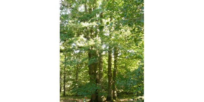 Rando en forêt de Sénart