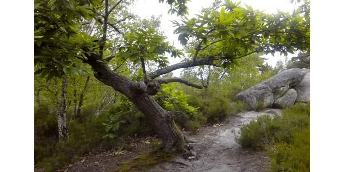 Rando : forêt des grands Avaux