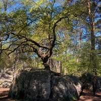 Randonnée en forêt de Fontainebleau - Mercredi 12 septembre 2018 de 09h00 à 15h00