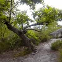Rando : forêt des grands Avaux - Mercredi 28 mai de 09h30 à 17h00
