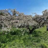 Rando à l'Arboretum de Versailles - Mercredi 21 avril 2021 de 10h00 à 16h00