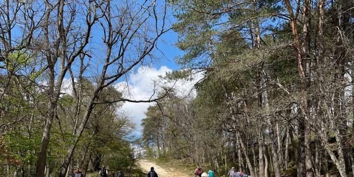 RANDO à Fontainebleau 